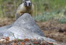 Marmots - Cute and Curious / Yellow-bellied marmot