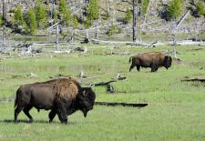 Bisons of North America - Wandering Bison, Yellowstone National Park