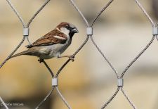 Gefiederte Freunde - Unsere heimischen Gartenvögel - Spatz