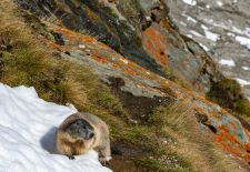 Marmots - Cute and Curious / Alpine marmot