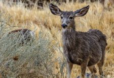 Mule Deer