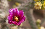 Agaven & Kakteen, Kakteen Violett - Baum-Feigenkaktus 04.JPG