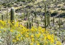 Rincon Mountain District, Tucson