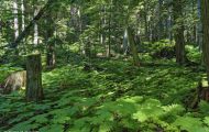 British Columbia, Kootenay Rockies - Glacier National Park  Hemlock Grove 02.JPG