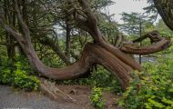 British Columbia, Vancouver Island - Ucluelet  Wild Pacific Trail 02.JPG