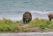Entdeckungsreise durch Alaska - Braunbären, Katmai National Park.JPG