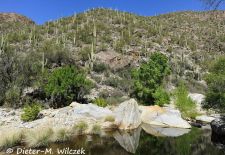 Flora und Fauna der Sonora Wüste - Saguaro Kakteen-Landschaft, Tucson Region.JPG
