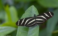 Fluginsekten, Neuflügler - Schmetterlinge  Kleiner Eisvogel_Limenitis camilla Linnaeus_White Admiral 03.JPG