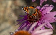 Fluginsekten, Neuflügler - Schmetterlinge  Kleiner Fuchs_Aglais urticae_Small Tortoiseshell 04.JPG