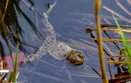 Froschlurche, Echte Froesche - Erdkroete_Bufo bufo_ Common Toad 09.JPG