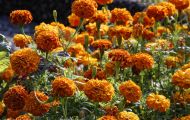 Gärten & Parks - Blumenbeete Bunte Mischung 11.JPG