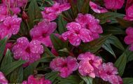 Gärten & Parks - Blumenbeete Bunte Mischung 23.JPG