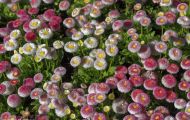 Gärten & Parks - Blumenbeete Bunte Mischung 27.JPG