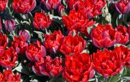 Gärten & Parks - Blumenbeete Bunte Mischung 37.JPG