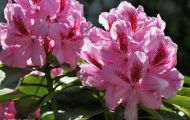 Gärten & Parks - Staudenpflanzen Rhododendron mit rosafarbenen Blüten 02.JPG