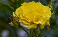 Gärten & Parks - Staudenpflanzen Rosen mit gelben Blüten 01.JPG