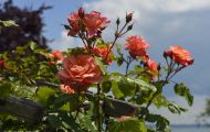 Gärten & Parks - Staudenpflanzen Rosen mit lachsfarbenen Blüten 01.JPG