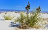 New Mexico, Southeast - White Sands National Monument 02.JPG