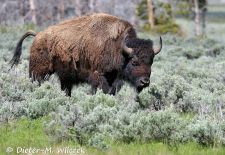 North American Bison - Bison bull in the prairie grass, Yellowstone National Park 1.JPG