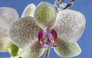 Orchidee Weiß 01.JPG
