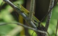 Reptilien, Echsen - Rotkehlanolis_Anolis carolinensis_Florida Green Lizzard 01.JPG