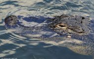 Reptilien, Krokodile - Mississippi Alligator_Alligator missisippiensis_American Alligator 03.JPG