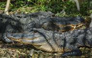 Reptilien, Krokodile - Mississippi Alligator_Alligator missisippiensis_American Alligator 11.JPG