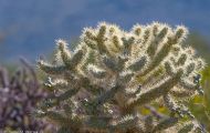Teddybär Kaktus_Cylindropuntia bigelovii_ 01.JPG