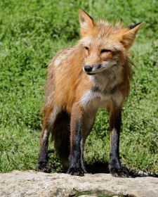 Tiere der kanadischen Rocky Mountains - Rotfuchs, Patricia Lakes Road.JPG