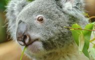 Tiere, Säugetiere - Beuteltiere  Koalabär_Phascolarctos cinereus_Koala bear 07.JPG