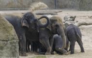 Tiere, Säugetiere - Elefanten  Asiatischer Elefant_Elephas maximus_Asian Elephant 02.JPG