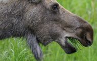 Tiere, Säugetiere - Huftiere  Elch_Alces alces_Moose 09.JPG