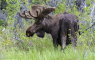 Tiere, Säugetiere - Huftiere  Elch_Alces alces_Moose 10.JPG