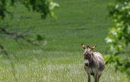 Tiere, Säugetiere - Huftiere  Hausesel_Equus africanus asinus_Donkey (Burro) 03.JPG
