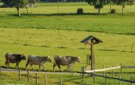 Tiere, Säugetiere - Huftiere  Hausrind_Bos primigenius taurus_Domestic Cattle 04.JPG