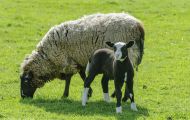 Tiere, Säugetiere - Huftiere  Hausschaf_Ovis orientalis aries_Domestic Sheep 05.JPG