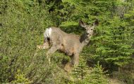 Tiere, Säugetiere - Huftiere  Maultierhirsch_Odocoileus hemionus_Mule Deer 02.JPG