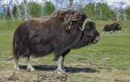 Tiere, Säugetiere - Huftiere  Moschusochse_Ovibos moschatus_Muskox 06.JPG