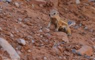 Tiere, Säugetiere - Nagetiere  Antilopenziesel_Ammospermophilius harrisii_Harris's Antelope Squirr 02.JPG