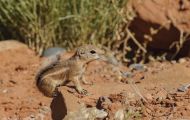 Tiere, Säugetiere - Nagetiere  Antilopenziesel_Ammospermophilius harrisii_Harris's Antelope Squirr 05.JPG