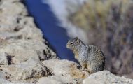 Tiere, Säugetiere - Nagetiere  Felsenziesel_Spermophilus variegatus_Rock Squirrel 07.JPG