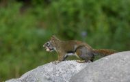 Tiere, Säugetiere - Nagetiere  Gemeines Rothörnchen_Tamiasciurus hudsonicus_American Red Squirrel 06.JPG