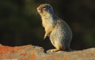 Tiere, Säugetiere - Nagetiere  Kolumbiaziesel_Spermophilus columbianus_Columbian Ground Squirrel 07.JPG