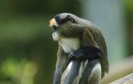 Tiere, Säugetiere - Primaten  Brazza Meerkatze_Cercopithecus neglectus_De Brazza's Monkey 02.JPG