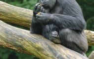 Tiere, Säugetiere - Primaten  Gorilla_Gorilla_Gorilla 05.JPG