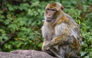 Tiere, Säugetiere - Primaten  Magot (Berberaffe)_Macaca sylvanus_Barbary Ape 01.JPG