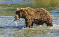 Tiere, Säugetiere - Raubtiere  Braunbär_Ursus arctos_Brown (Grizzly) Bear 14.JPG