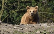 Tiere, Säugetiere - Raubtiere  Europäischer Braunbär_Ursus arctos arctos_Eurasian brown bear 04.JPG