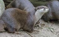 Tiere, Säugetiere - Raubtiere  Fischotter_Lutra lutra_Eurasian River Otter 02.JPG