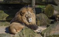 Tiere, Säugetiere - Raubtiere  Löwe_Panthera leo_African Lion 04.JPG